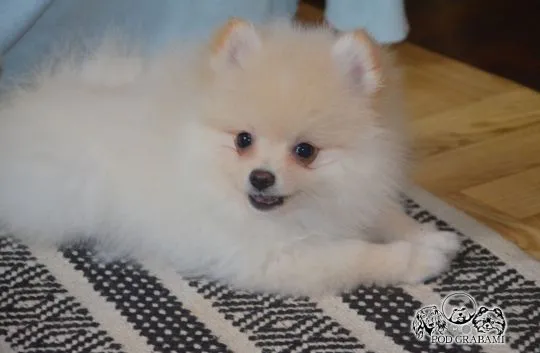 Pomeranian ### piesek gotowy do nowego domku ### FCI ###, , Pruszcz Gdański