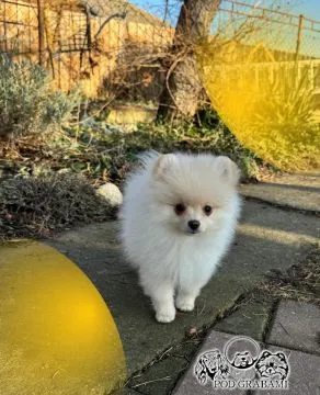 Pomeranian ### piesek gotowy do nowego domku ### FCI ###, , Pruszcz Gdański