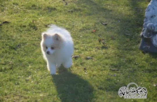 Pomeranian ### piesek gotowy do nowego domku ### FCI ###, , Pruszcz Gdański