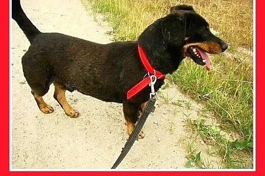 Jamnik mix z domu tymczasowego,przyjazny,wesoły pi