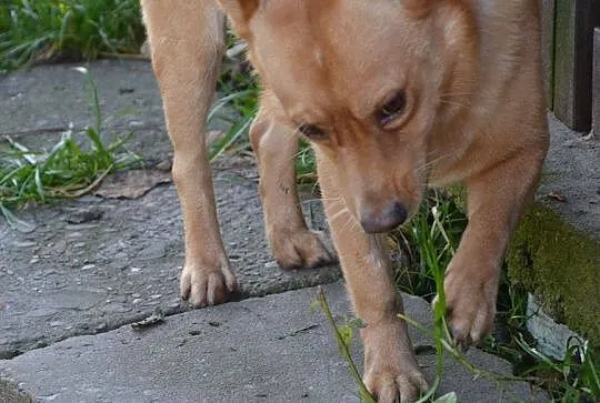 Laki, piesek ideał, niewielki, grzeczny, nakolanko