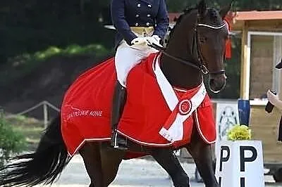 Mistrz Polski w ujeżdżeniu Strzegom 2014 Markiz Wa