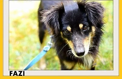 FAZI,średni,łagodny,tulaśny, rodzinny piesek.ADOPC