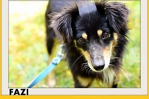 FAZI,średni,łagodny,tulaśny, rodzinny piesek.ADOPCJA, śląskie Katowice