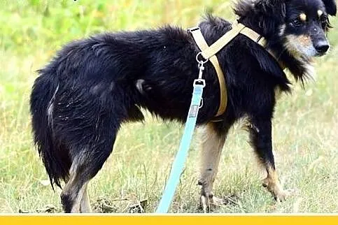 FAZI,średni,łagodny,tulaśny, rodzinny piesek.ADOPC