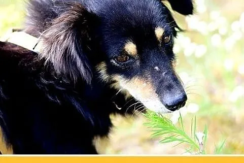 FAZI,średni,łagodny,tulaśny, rodzinny piesek.ADOPC