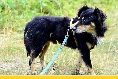 FAZI,średni,łagodny,tulaśny, rodzinny piesek.ADOPC