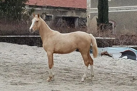 Śliczna izabelowata klaczka!!!