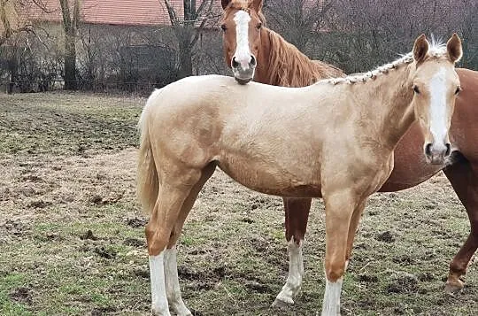 Śliczna izabelowata klaczka!!!, , 