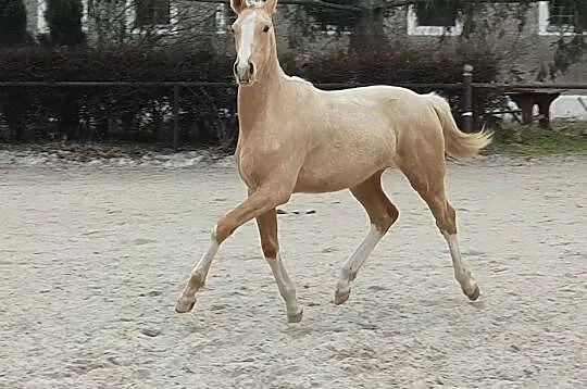 Śliczna izabelowata klaczka!!!, , 