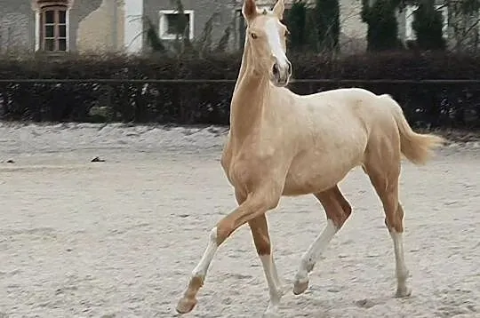 Śliczna izabelowata klaczka!!!, , 