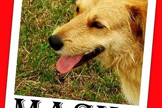 3 lata,terier mix,spokojny,łagodny pies MASH.Adopcja,  małopolskie Kraków