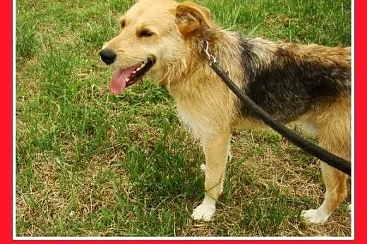 3 lata,terier mix,spokojny,łagodny pies MASH.Adopc
