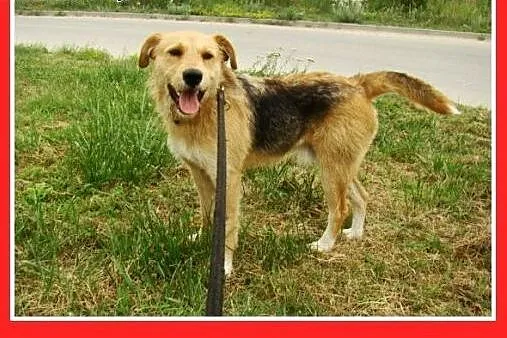 3 lata,terier mix,spokojny,łagodny pies MASH.Adopc