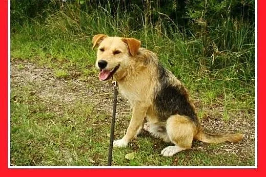 3 lata,terier mix,spokojny,łagodny pies MASH.Adopc