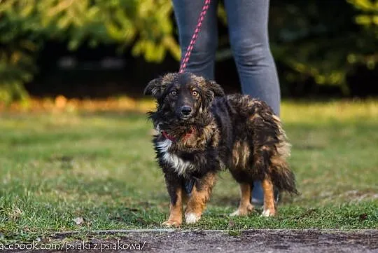 Pandora, nieduża, delikatna sunia PILNIE szuka koc