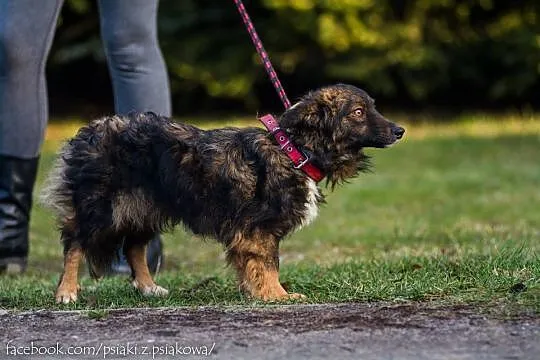Pandora, nieduża, delikatna sunia PILNIE szuka koc