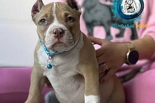 American Bully ABKC Gundabar Dogs, Wielkopolskie, Koło