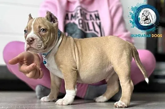 American Bully ABKC Gundabar Dogs, Wielkopolskie, Koło