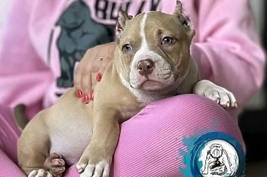 American Bully ABKC Gundabar Dogs, Wielkopolskie, Koło