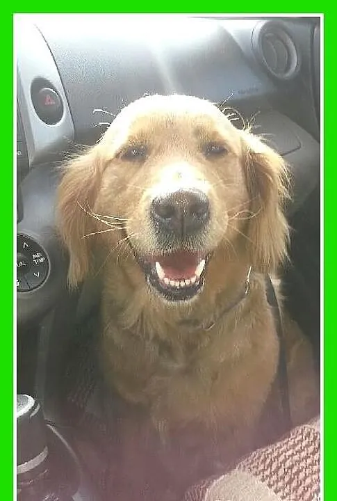 GOLDEN RETRIVER- uratowana,przyjazna suczka. ADOPC