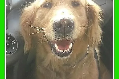 GOLDEN RETRIVER- uratowana,przyjazna suczka. ADOPC