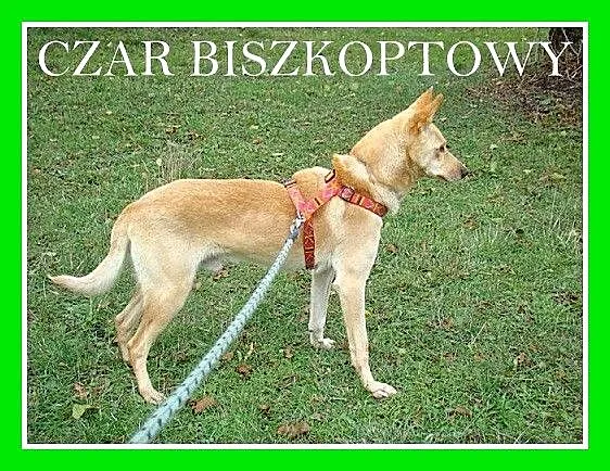 Biszkoptowy CZAR-młody, pełen pozytywnej energii p