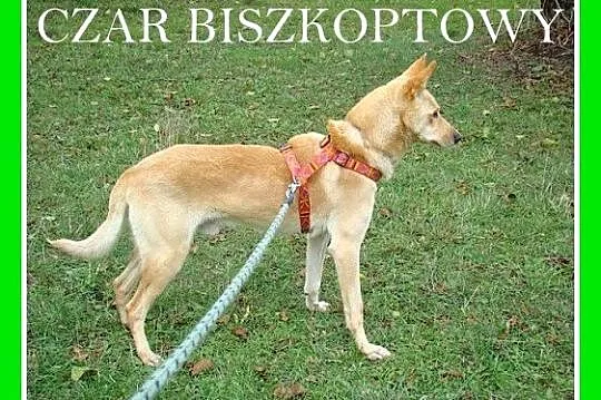 Biszkoptowy CZAR-młody, pełen pozytywnej energii p