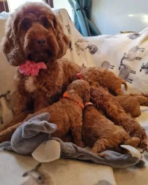 Wunderschöne, gesundheitlich untersuchte Cavapoo-Welpen..
