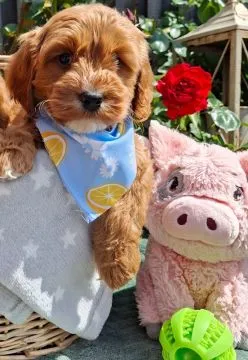 Wunderschöne, gesundheitlich untersuchte Cavapoo-Welpen.., , Maniów Wielki