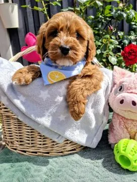 Wunderschöne, gesundheitlich untersuchte Cavapoo-Welpen.., , Maniów Wielki