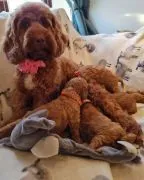 Wunderschöne, gesundheitlich untersuchte Cavapoo-Welpen..