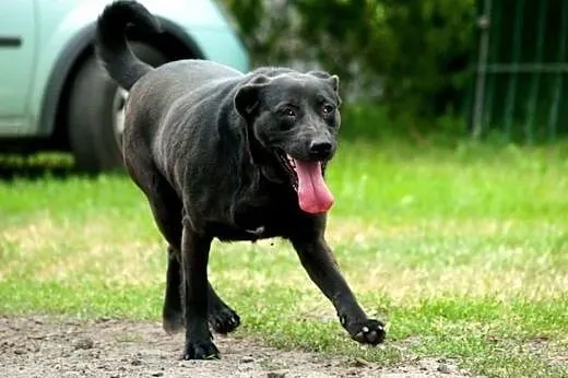Bambisia, wesoła suczka w typie LABRADORA do pokochania,  Kundelki cała Polska