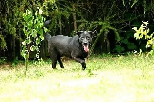 Bambisia, wesoła suczka w typie LABRADORA do pokoc