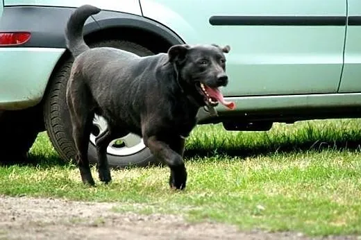 Bambisia, wesoła suczka w typie LABRADORA do pokoc