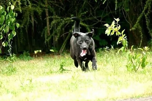 Bambisia, wesoła suczka w typie LABRADORA do pokoc