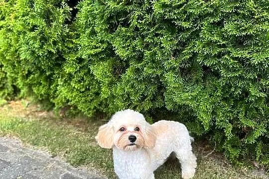 Śliczny chłopak maltipoo