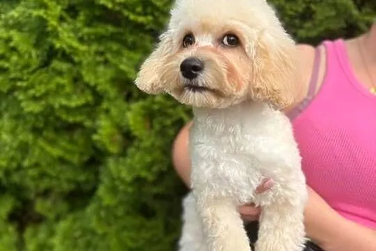Śliczny chłopak maltipoo, Mazowieckie, Gózd