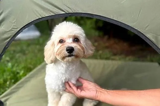Śliczny chłopak maltipoo, Mazowieckie, Gózd