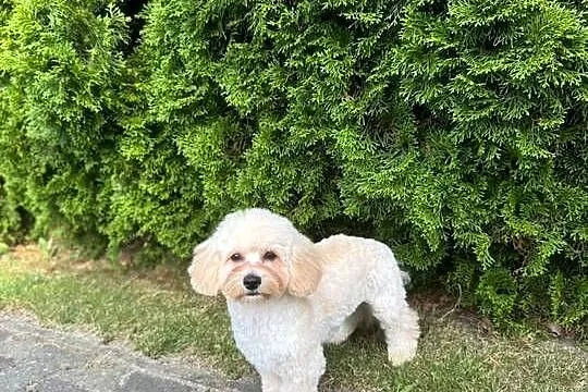 Śliczny chłopak maltipoo, Mazowieckie, Gózd