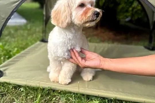 Śliczny chłopak maltipoo, Mazowieckie, Gózd
