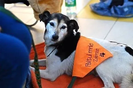 BAFI - dziarski seniorek, który rozmiękczy serce k