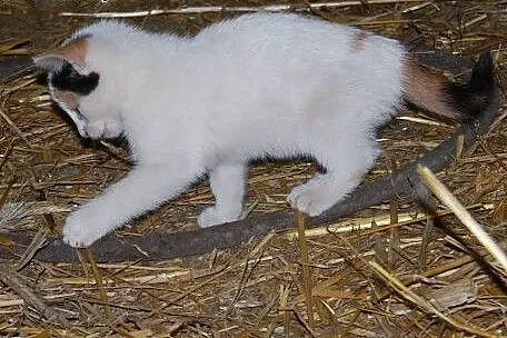 Szukamy domu dla małej kotki!,  mazowieckie Warsza