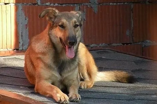 Neska szuka domu