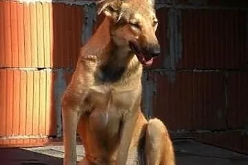 Neska szuka domu