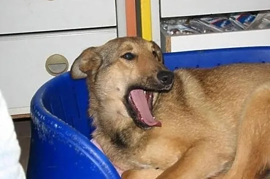 Neska szuka domu