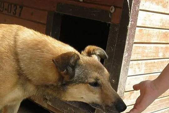 Neska szuka domu