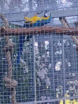 Para Ara ararauna małopolskie Bukowina Tatrzańska, 