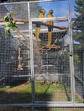 Para Ara ararauna małopolskie Bukowina Tatrzańska, 