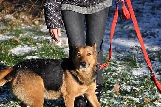 Fajna, radosna przylepka - średnia suczka do adopcji